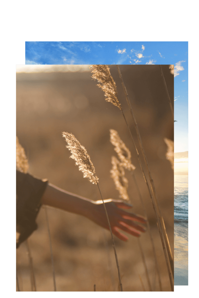 Main de femme dans les blés au soleil couchant
